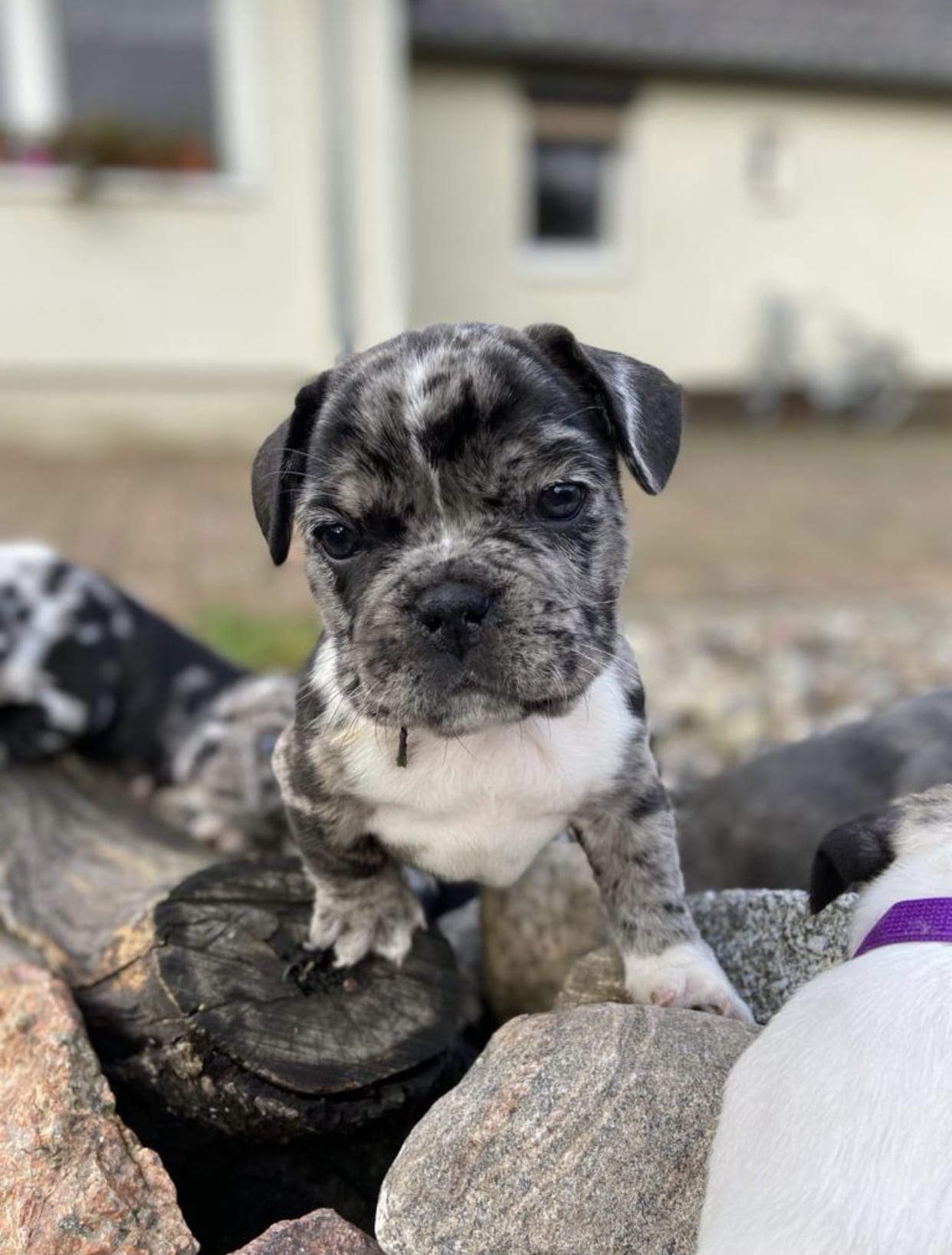 Französische Bulldogge „Pelle“ als Welpe