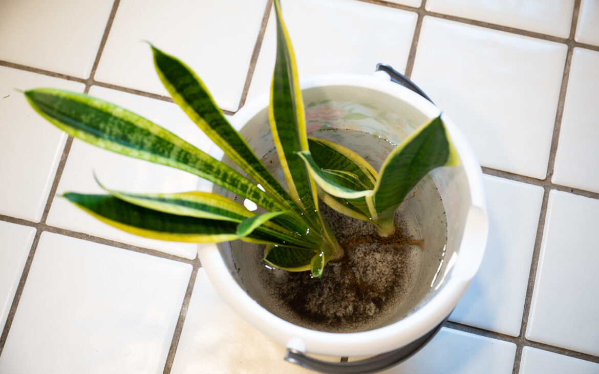 Wurzelwerk der Pflanze dann für 30 Minuten komplett unter Wasser halten.